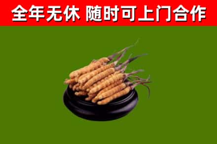 昭阳回收冬虫夏草