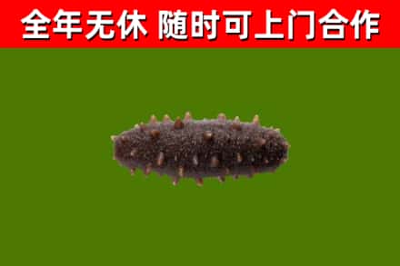 昭阳回收海参干